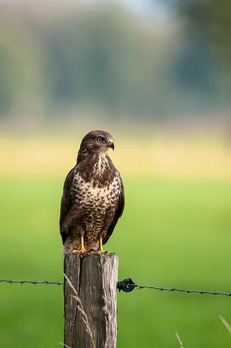 Buizerd