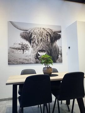 Klantfoto: Schotse hooglander van Jo Beerens