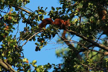 a squirrel in a beech tree by Mieke Wilmink