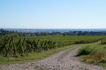 Vineyards by Madeltijntje