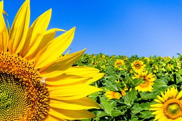 Sunflower von Ron van Ewijk
