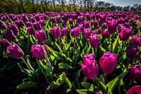 Champs de tulipes violettes au printemps