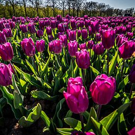 Purple tulip fields in spring time by Diana Kors