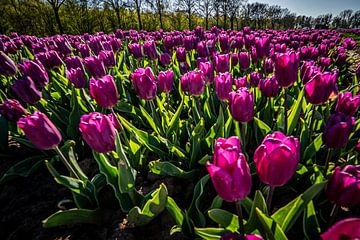 Paarse tulpenvelden in lentetijd