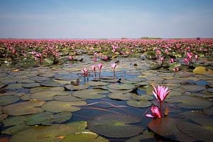 Red water lilies sur Anneke Hooijer