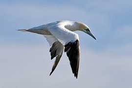 Jan van Gent von Ronald Mallant