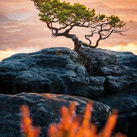 The weathered pine on the Lilienstein in the morning light by Oliver Preuss