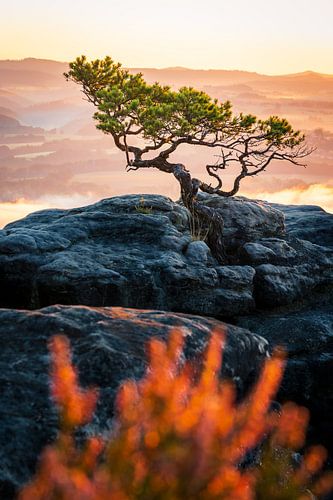 Die Wetterkiefer auf dem Lilienstein im Morgenlicht von Oliver Preuß