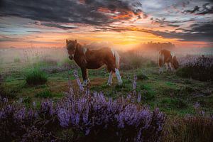 Le paradis sur terre #2