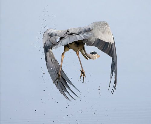 Le héron bleu en fuite