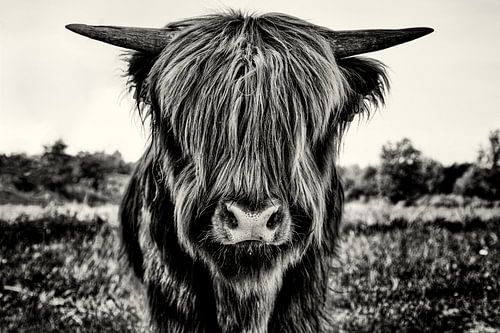 Veau écossais Highlander monochrome sur Marco Rutten