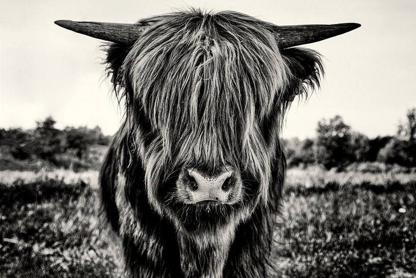 Scottish Highlander calf in monochrome by Marco Rutten