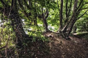 Bäume mit Geschichte von Rob Boon