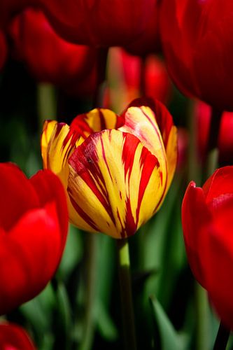 Een rood/gele tulp tussen de rode tulpen