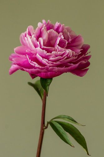 Klassische Pfingstrose