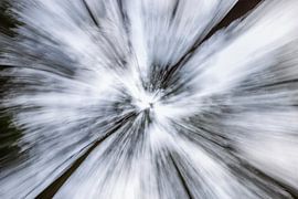 Bäume im Kiefernwald von Oranjezon von Marcel Klootwijk