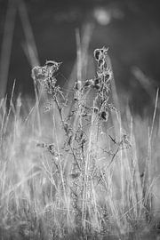 Interwoven silence: Rough beauty in shades of grey by saimon.snaps