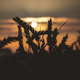 Grain silhouette by StephanvdLinde