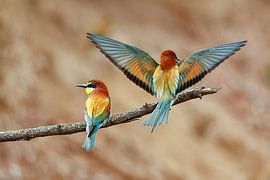 Bienenfresser von Thomas Herzog