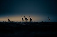 Zonsopgang in de Kalahari van Sonja Waschke thumbnail