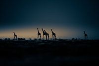 Zonsopgang in de Kalahari