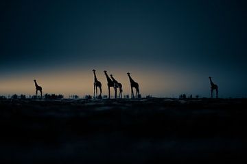 Zonsopgang in de Kalahari van Sonja Waschke