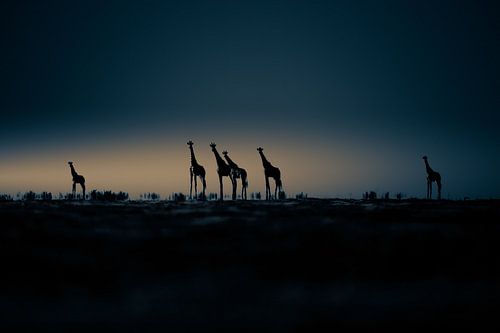 Zonsopgang in de Kalahari van Sonja Waschke