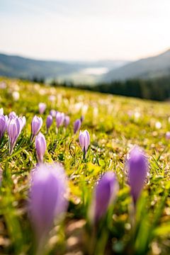 Crocuses at Hündle with view of Alpsee lake by Leo Schindzielorz