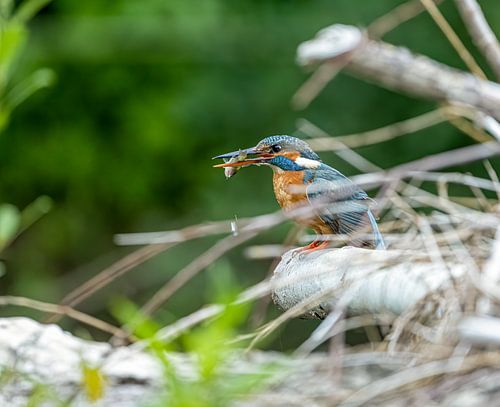 Ijsvogel met vers gevangen vis.