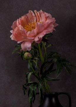 Pivoine sur Renee Klein