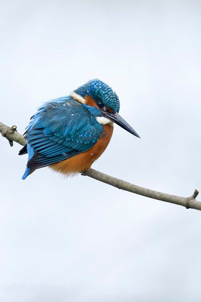 IJsvogel (Alcedo atthis) in de winter met sneeuwval, wilde dieren, Europa. van wunderbare Erde