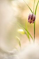 Lapwing flowers