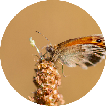 Vlinder in rust van Jolanda de Jong-Jansen