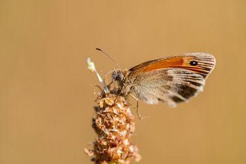 Vlinder in rust van Jolanda de Jong-Jansen
