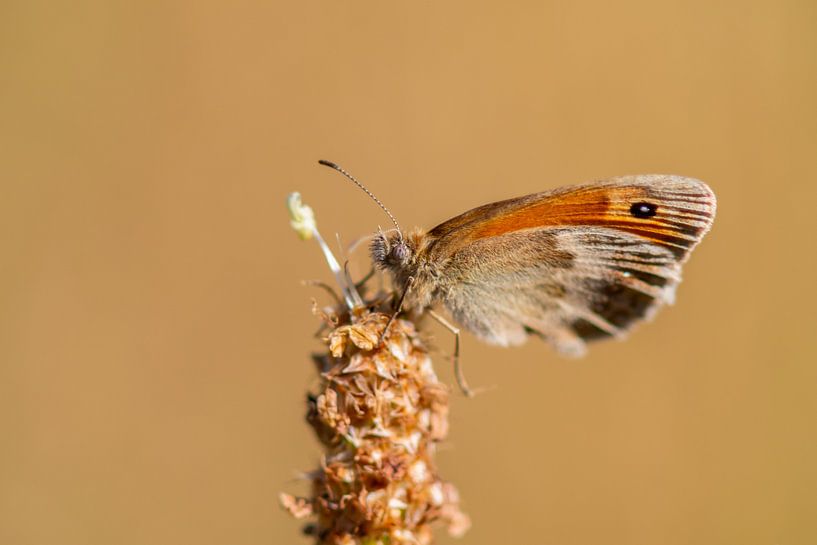 Papillon au repos par Jolanda de Jong-Jansen