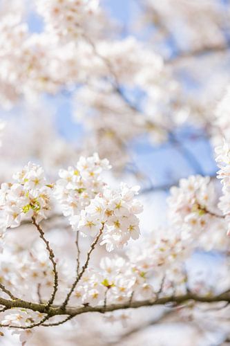 Blossom splendour in the trees