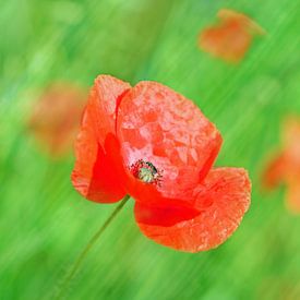 Poppy Art by Michelle Coppiens