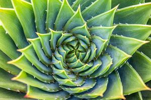 Grüne Spirale