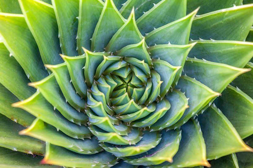 Groene Spiraal van Christian Müringer
