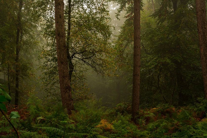 Brume matinale dans la forêt par René Jonkhout