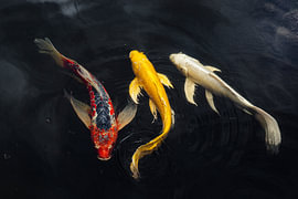 Japanische Koi von Jelle Korbee