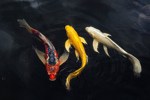 Koi japonais