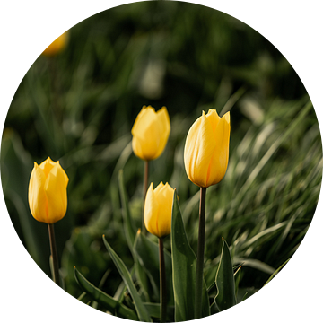 Zonovergoten Geel Tulpengloed in de Lente Nederland van Femke Ketelaar