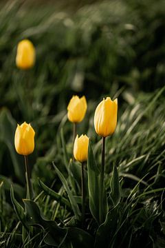 Zonovergoten Geel - Tulpengloed in de Lente van Femke Ketelaar