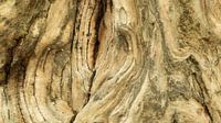Verweerd hout van oude boomstam van Art Wittingen thumbnail