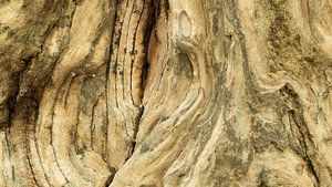 Verweerd hout van oude boomstam