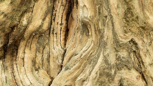 Verweerd hout van oude boomstam