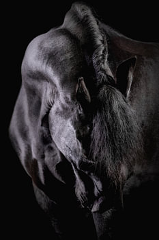 Blackfoto Fries paard
