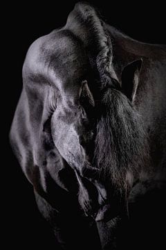 Blackfoto Fries paard van Ellen Van Loon