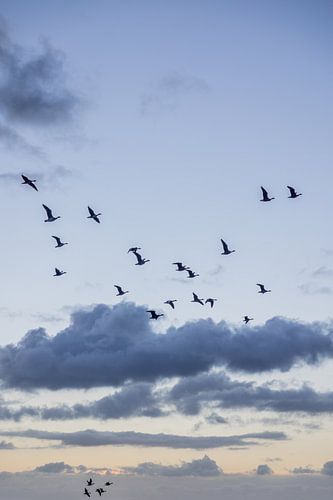 Birds during sunrise